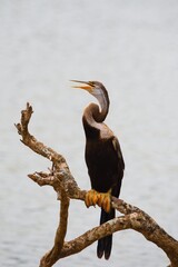 The Oriental darter (Anhinga melanogaster).Yala National Park Sri Lanka