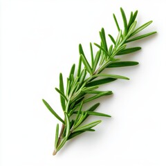 Fototapeta premium A fresh sprig of rosemary with vibrant green leaves, commonly used in cooking and herbal remedies for its aromatic flavor and health benefits.