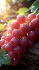 Close Up of a Cluster of Fresh Red Grapes with Dew Drops