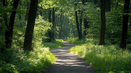 Obraz premium Serene Pathway Through Lush Green Forest Surrounded By Tall Trees and Vibrant Foliage Under Soft Natural Light