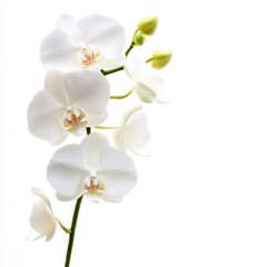 A delicate white orchid branch with soft petals against a light background, evoking elegance and tranquility.
