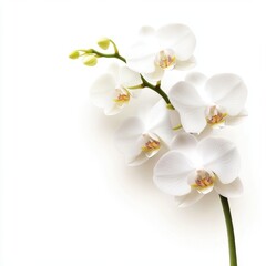 Obraz premium A delicate white orchid branch with soft petals against a light background, evoking elegance and tranquility.
