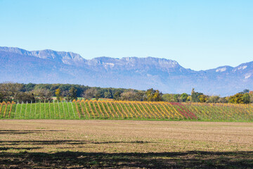 Fototapeta premium vignoble Genevois, Collex-Bossy