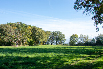 vieux  arbre sec dans la prairie