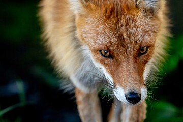 キツネの顔をアップで少し上部から、こちらに歩きながら見上げてる目線、顔の鼻と目で耳はカットのアップで右側、左側は黒色のバックの余白で横構図です。