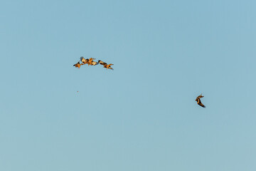 Milvus milvus. Red Kites in flight fighting over prey.