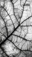 Obraz premium Close-up view of a leaf revealing detailed texture and intricate vein patterns in natural light