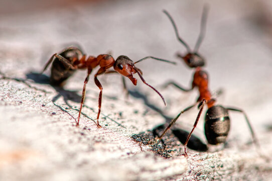 Rote Waldameise - Formica rufa
