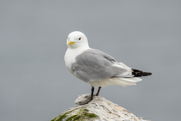 Black-legged kittiwake on a rock by the sea. Ekkerøy, Vadsø, Northern Norway