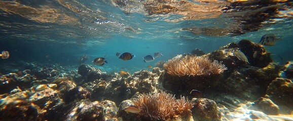 Underwater scene featuring colorful fish and coral formations.