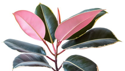 a pink and green rubber plant in a flat on a white background