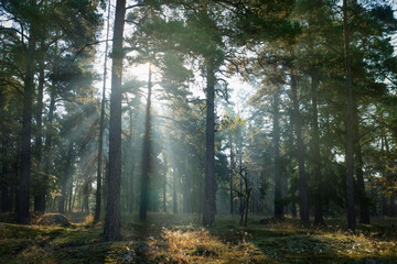 Tall trees growing on field in forest
