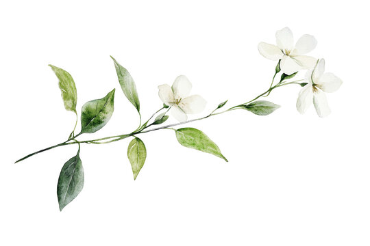 Fototapeta Watercolor white flower branch with delicate blossoms and green leaves for decorative element isolated on transparent background.
