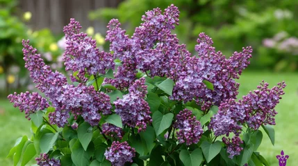 Fototapete Rund Blooming lilac bush in spring showcases vibrant purple flowers and fresh green leaves in a garden setting © vadosloginov