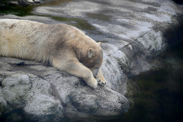 Ours blanc