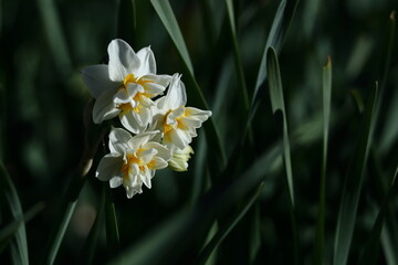 香り漂う冬の花