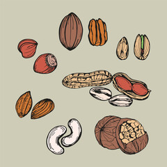 Almond, hazelnut, peanut, walnut sketch outline illustration nuts set in color. Simple doodle drawing in engraving style. Hand drawn vector line art clipart isolated on a white background