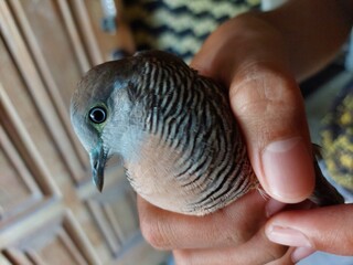A gentle hand holds a zebra dove, its soft feathers and calming presence displayed