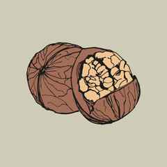 Walnut sketch outline illustration in color. Simple doodle drawing in engraving style. Hand drawn vector line art clipart isolated on a white background