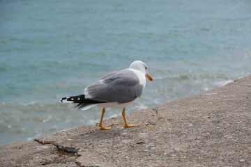 seagull, bird, gull, sea, animal, ocean, water, nature, beach, beak, wildlife, white, blue, coast, birds, feather, wild, feathers, wing, sand, herring gull, closeup, sky