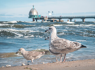  Ostsee Seebrücke Zinnowitz auf Usedom, mit Möwen im Vordergrund vor dem welligen Meer.