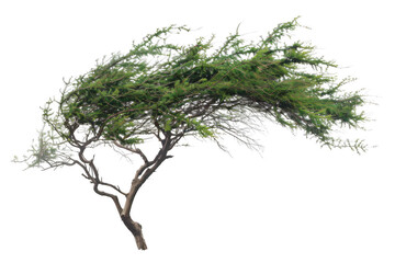 Fototapeta premium Wind-swept tree natural environment plant life isolated setting low angle view resilience in nature