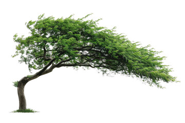 Tree bending in high winds nature scene isolated environment artistic perspective resilience concept