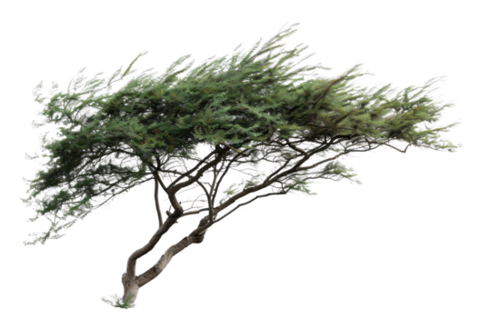 Wind-swept tree in isolated landscape nature photography tranquil environment low angle viewpoint resilience concept