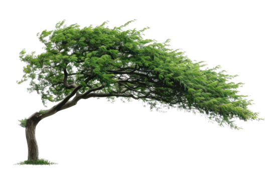 Tree bending in high winds nature scene isolated environment artistic perspective resilience concept
