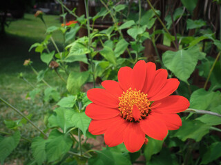 Fototapeta premium Orange flowers in the garden for environmental background