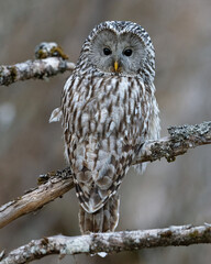 Ural owl portrait in the forest scenery