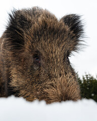 Wild boar closeup sniffing in snow with forest background