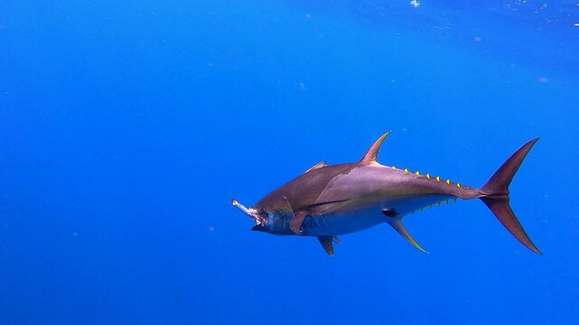 Underwater view of a Yellowfin tuna with a bite mark