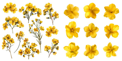 Set of Rapeseed flowers isolated on a white background. Generative AI.