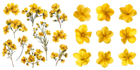 Set of Rapeseed flowers isolated on a white background. Generative AI.