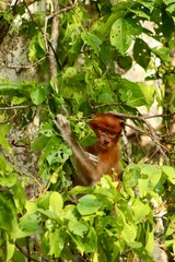 Juvenile proboscis monkey in tree