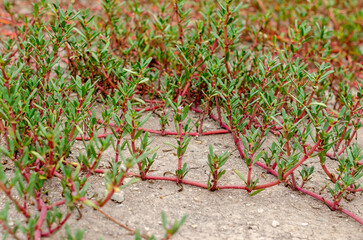 Close up  of plant stem grows on cracks dry cracked surface