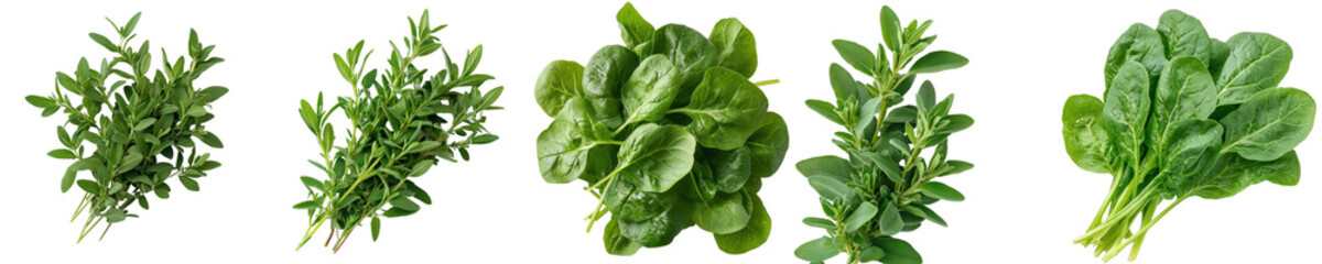Fototapeta premium Fresh Green Leafy Vegetables Displayed on White Background for Healthy Eating or Cooking Concepts