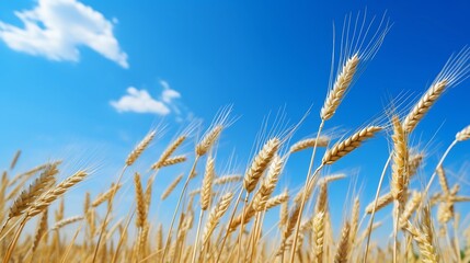 Obraz premium Picturesque landscape of a vast expanse of golden wheat field swaying gently in the breeze under a bright blue sky representing the abundance of natural food resources