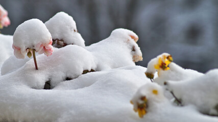 Schneebedeckte Blumen auf dem eigenen Balkon