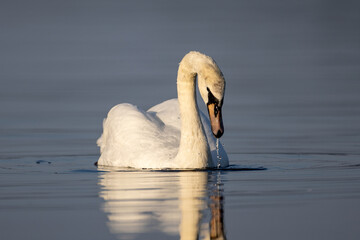 mute swan on the water