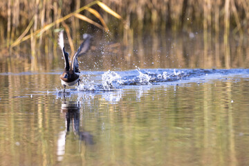 Tufted duck taking off from the water