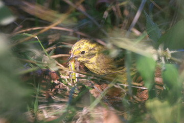 Yellowhammer eating a grasshopper