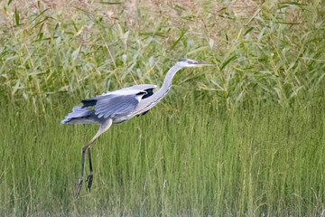 Grey heron