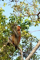 Proboscis monkey in a tree 