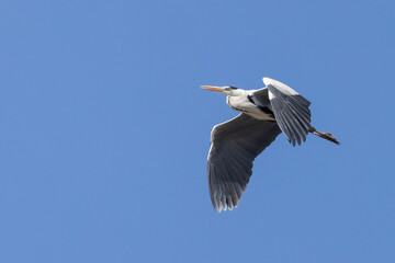 Grey heron
