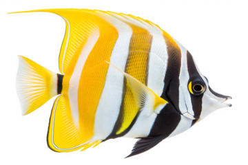 Moorish Idol fish isolated on white background