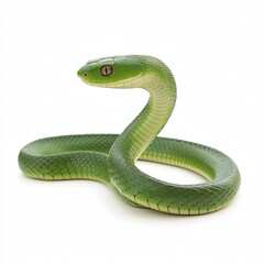 Fototapeta premium snake on the white isolate background