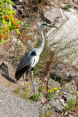 Grey heron