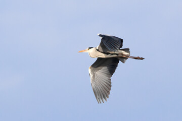 Grey heron